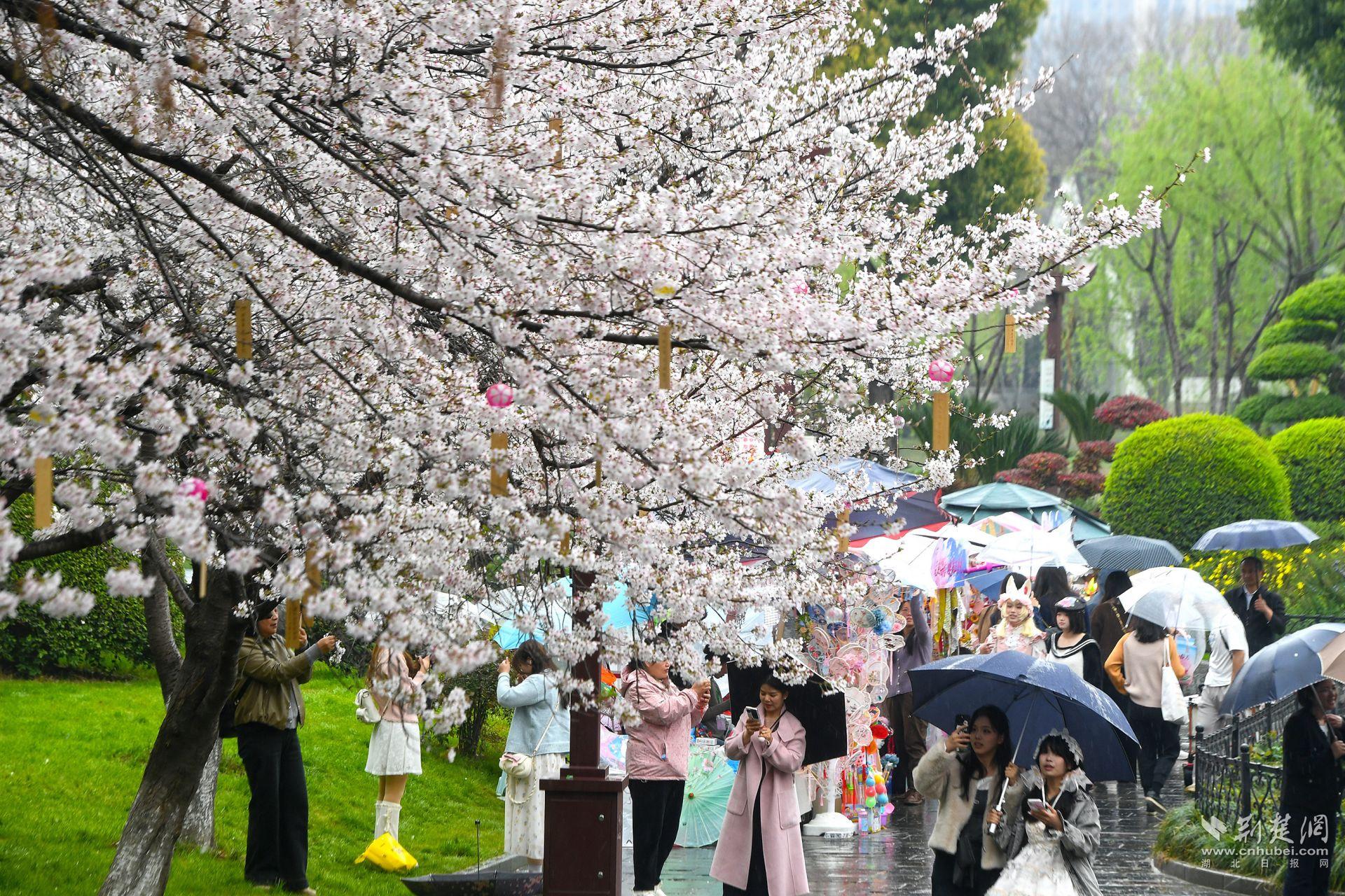 市民在堤角公園雨中賞櫻，1300余株櫻花按花期分為早、中、晚三期，紅粉白綠四色交織，花期可持續(xù)至四月上旬，游客總能找到心頭好.j