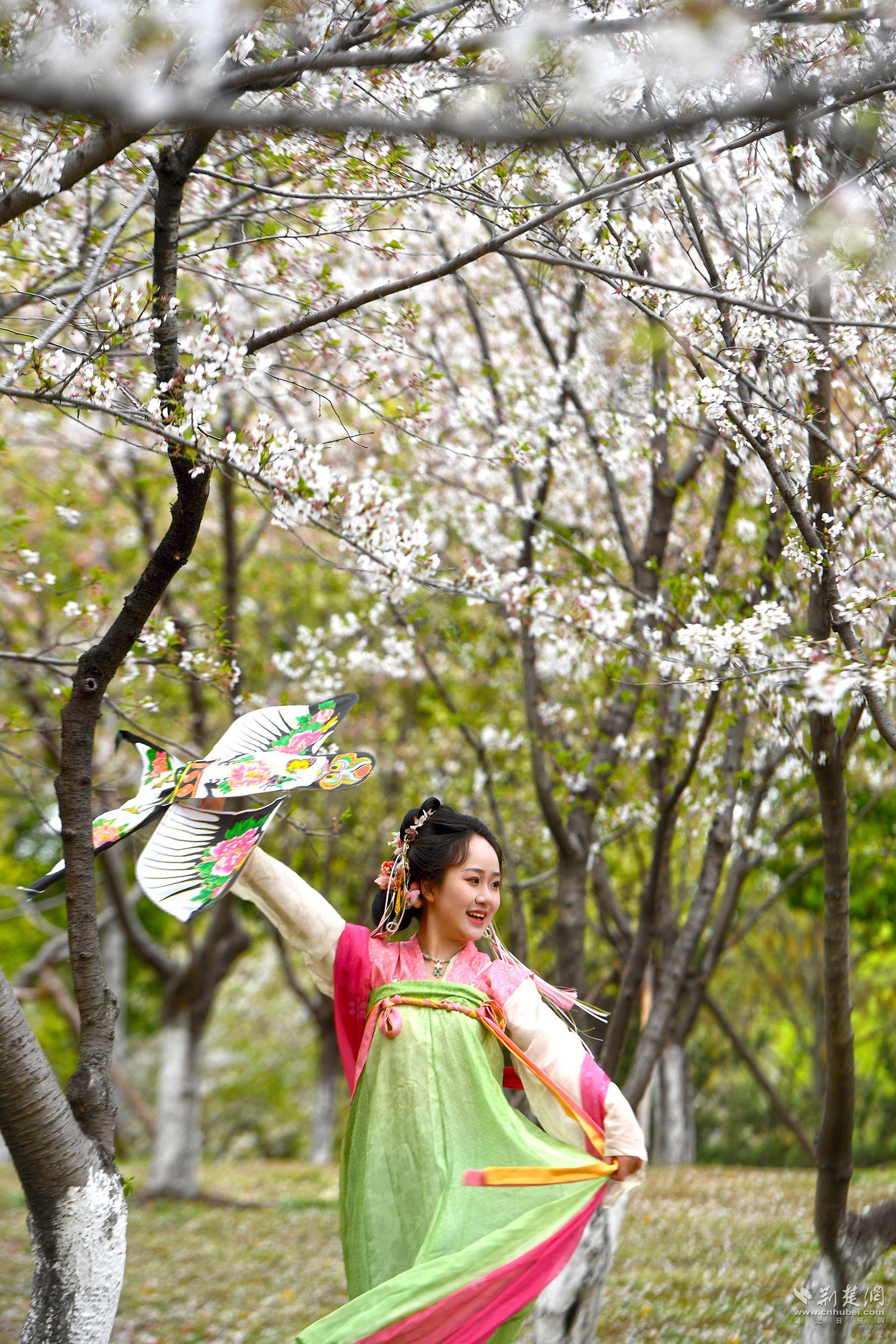 堤角公園園內(nèi)不少身著漢服、帶齊拍攝裝備的博主前來(lái)打卡拍照，將賞花美圖發(fā)布在社交平臺(tái)上，帶火“賞櫻”熱度-2.jpg.jpg